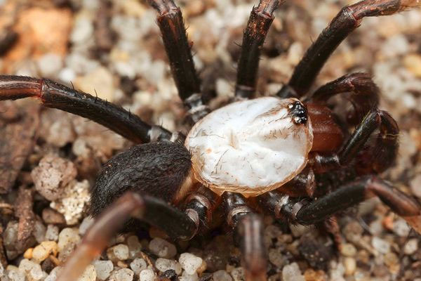 Albino Spider in Australia