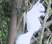 Albino squirrel