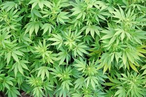 Alcohol is more harmful than marijuana to the developing brain