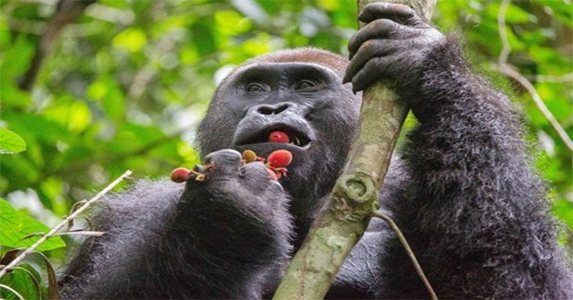 Alcohol saves humanity from extinction