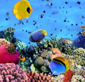 Alerting the decline of coral in the East Sea