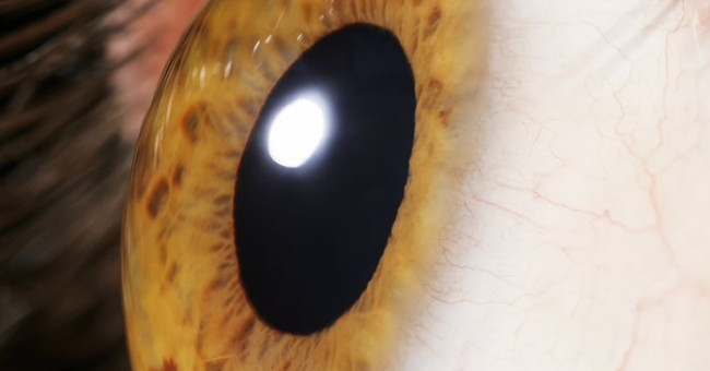 Algae DNA can help blind people see light