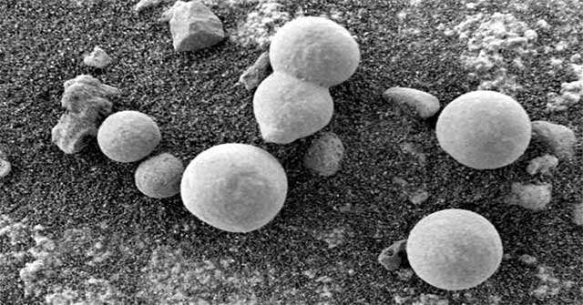 Algae, lichens and mushrooms are growing on Red planet?