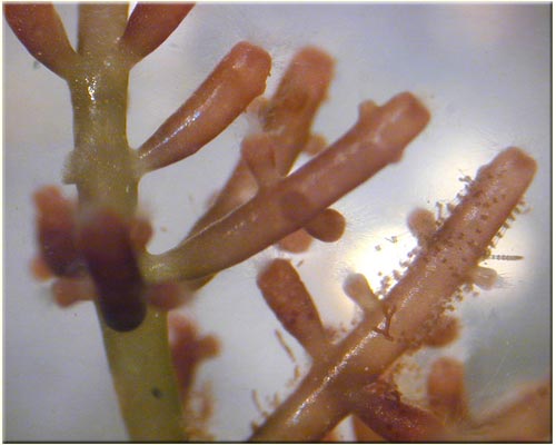 Algae - oil of the future