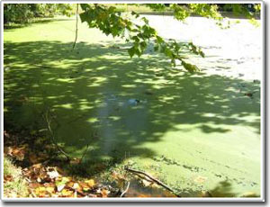 Algae will become the key source of hydrogen fuel in the future