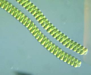 Algae Yaourt - Nutritious dish