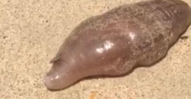 'Alien creatures' Thailand beach horror