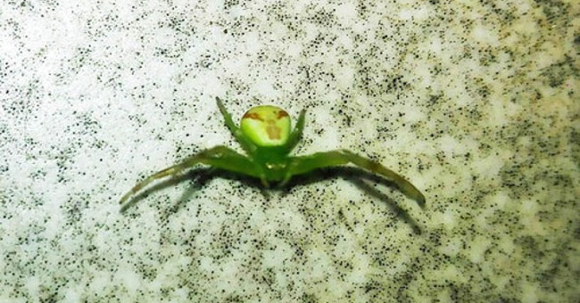 Alien spiders cause confusion in Russia