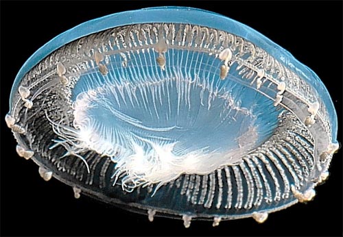 'Aliens' on the bottom of the sea