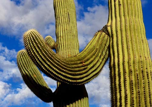 All cacti have leaves