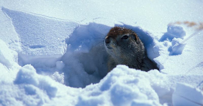 All kinds of animals survive when the price is cold