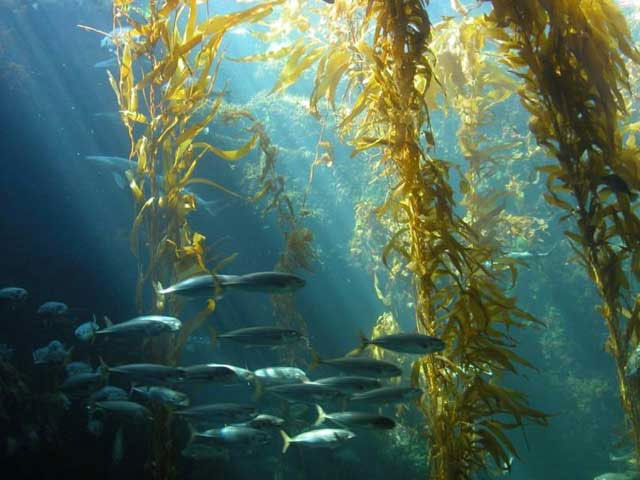 Alternative energy from marine algae