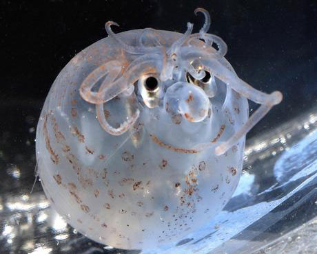 Always smiling like a pig's squid