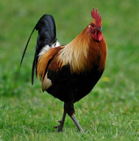 Amaze the calculation ability of animals