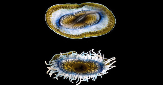 Amaze the transparent beauty of deep sea creatures