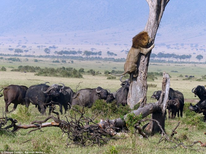 Amazed at the sight of the lion frightened to climb the tree, fleeing the fierce wild buffalo