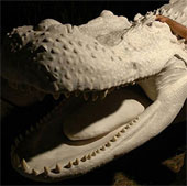 Amazed the long crocodile with wagons, weighing tens of tons