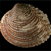 Amazing: Clam live up to 450 years old