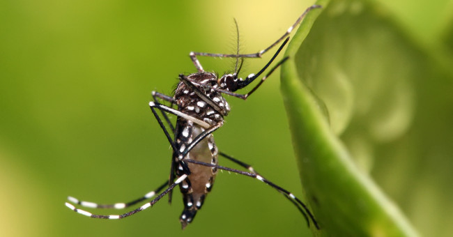 Amazing discovery: Zika virus can live in human eyes