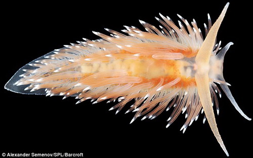Amazing images of creatures deep in the ocean