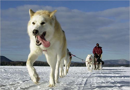 Amazing metabolism in sled dogs