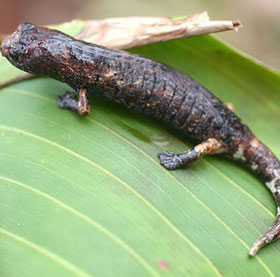 Amazing mysteries in nature
