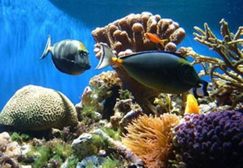 Amazing scientific findings in the Gulf of Mexico