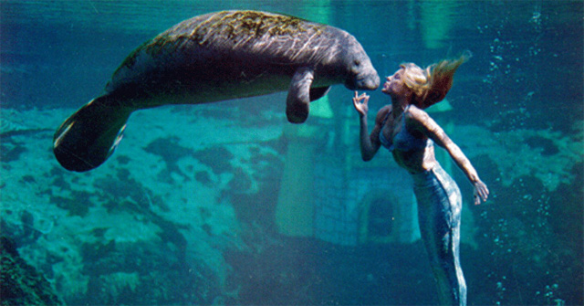 Amazing thing about manatees 'real mermaid'