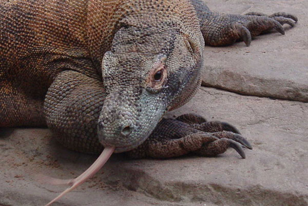 Amazing world of Komodo dragons