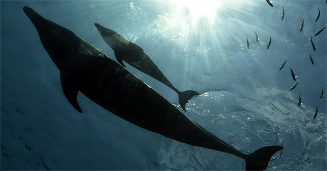 Amazingly, dolphins receive whales