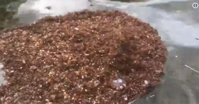Amazingly huge ants fire floating in the super typhoon in America