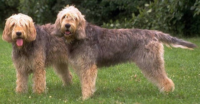 Amazingly intelligent, noble otter hunting dogs