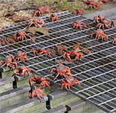 Amazingly, the crab island spreads all over the city
