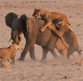 Amazingly, the monopoly elephant wins 14 hungry lions