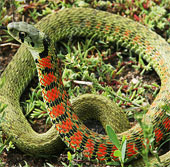 Amazingly, the snake who steals 'poison'