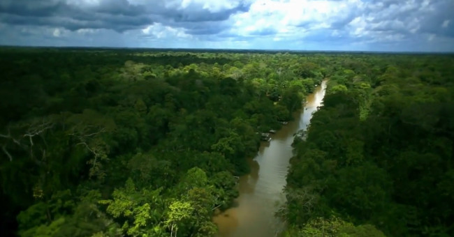 Amazon forest leaves call the rainy season coming soon
