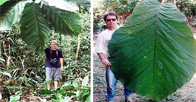 Amazon forest trees have longer leaves than adults
