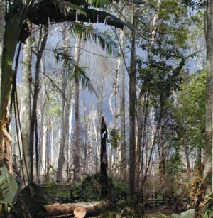Amazon forests are at risk of turning into desert