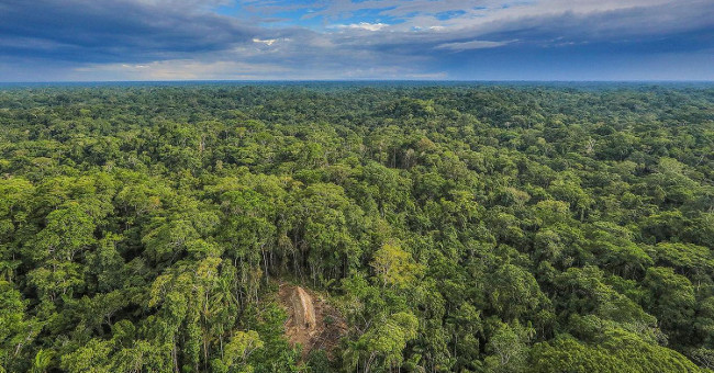 Amazon jungle facing death sentence
