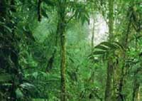Amazone forest area was twice as much as the estimated figures