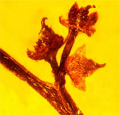 Amber contains plants of 100 million years old