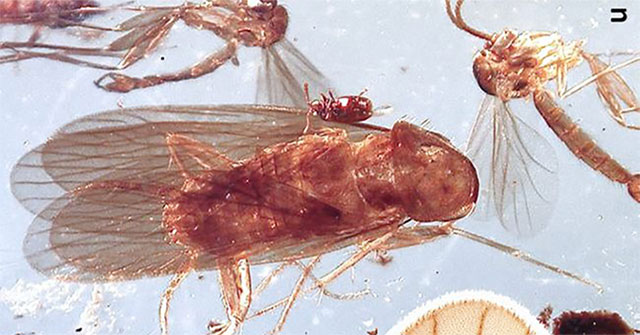 Amber contains the oldest cockroach fossils