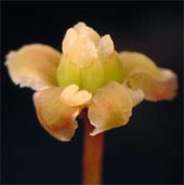 Amborella DNA sequences shed light on the origin of flowering plants