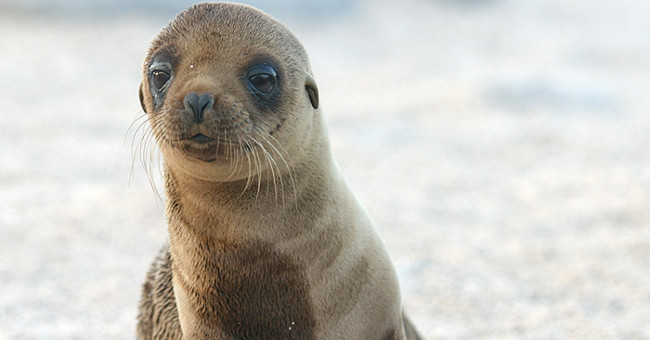 America: Algae blooms and flowers damage the sea lion's brain