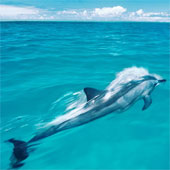 America announced the world's largest marine reserve