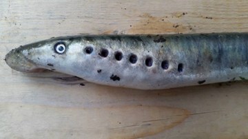 America appeared strange fish from the sky