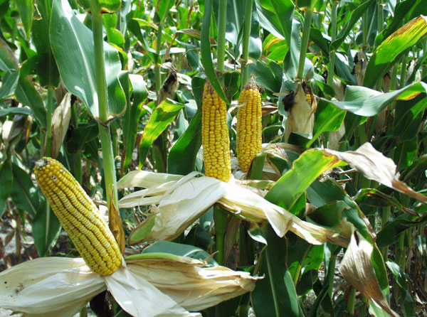 America: Climate change will make corn prices unstable