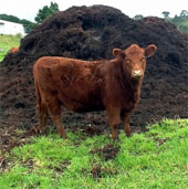 America develops technology to separate water from animal waste