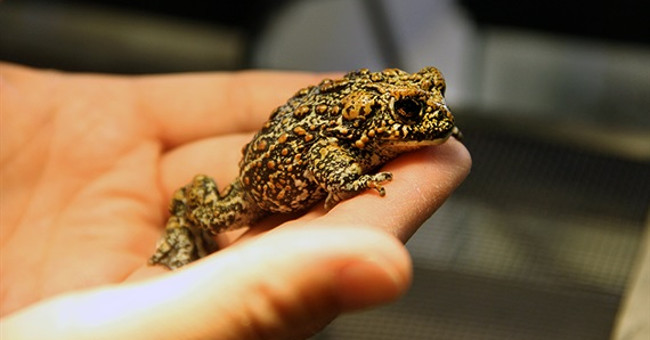 America discovered 3 new types of toads that are rare
