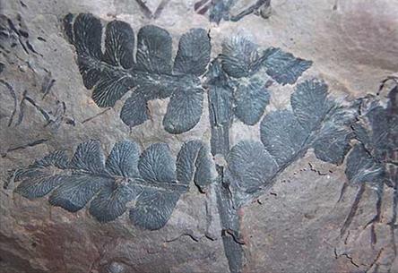 America: discovered fossil tropical forests 300 million years ago
